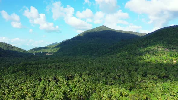 Green foliage texture with palm trees forest on slopes of hills under bright blue sky with white clo