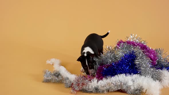 Brave Little Bull Terrier Puppy Sniffs New Year's Tinsel with Curiosity