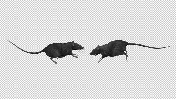 Two Rats - Run Transition - Alpha Channel