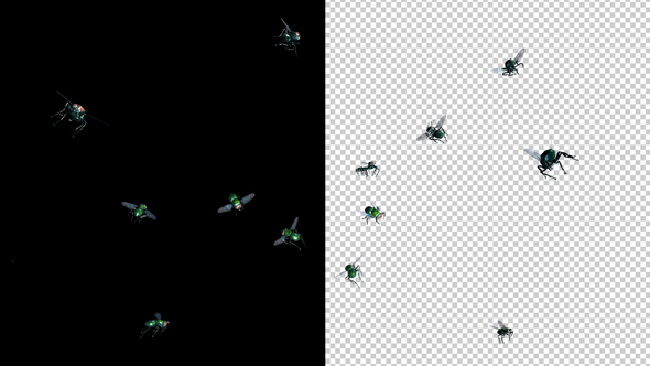 13 Green Flies - Flying Swarm - CU - Transparent Loop