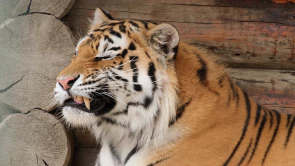 Amazing African Tiger Close Up Predator Feline Family