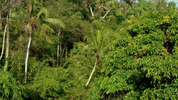 Flying Over The Thick Tropical Forests Of Bali.