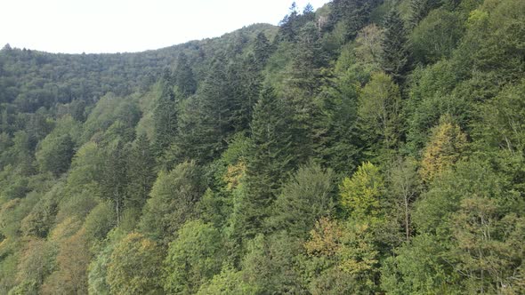 Trees in the Mountains Slow Motion. Aerial View of the Carpathian Mountains in Autumn, Ukraine