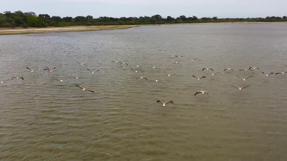 Pelicans and Other Birds in the National Park of Sri Lanka