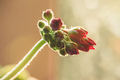 Red geranium flower in sunrise light - PhotoDune Item for Sale