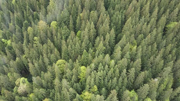 Ukraine, Carpathians: Forest Landscape, Aerial View