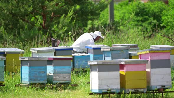 Apiarist working on a farm. Professional beekeeper looks after the bees on apiary