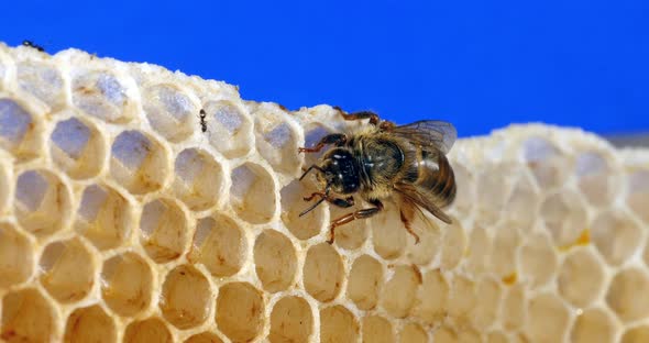 European Honey Bee, apis mellifera, Queen on a Young Wax Ray, Bee Hive in Normandy, Real Time 4K