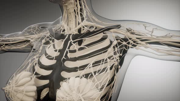 Transparent Human Body with Visible Bones alt