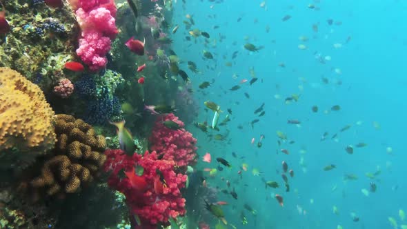 Underwater View Of Colorful Coral Garden With Tropical Fish In Kri Island, Raja Ampat 