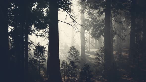 Black Tree Trunk in a Dark Pine Tree Forest