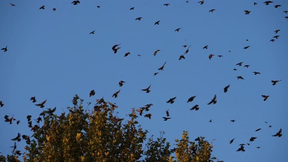 Flock of birds, Starlings (Sturnus vulgaris) surrounding their sleeping tree. France