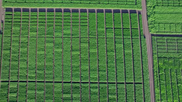 Drone Camera Over Green Corn Field