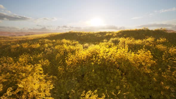 Autumn Orange Forest Top View Fall Red Leaves Trees Woods Awesome Landscape alt