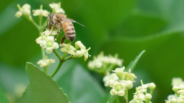 Beautiful Honey bee collecting pollen from a Euonymus japonicus white flower - shallow focus