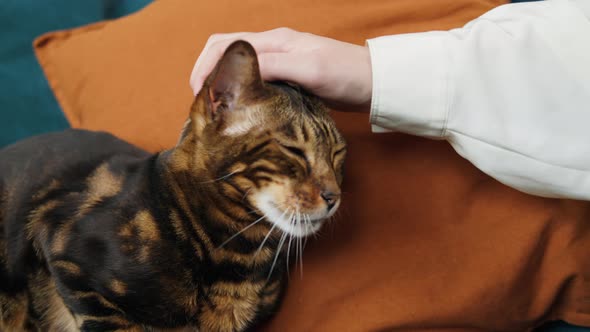 Woman Petting Bengal Cat Lying on Sofa in Living Room