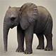 Low Poly Baby Elephant - 3DOcean Item for Sale