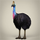 Low Poly Cassowary - 3DOcean Item for Sale
