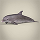 Low Poly Dolphin - 3DOcean Item for Sale