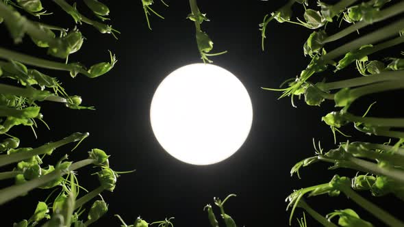 ZOOM IN pea shoots around the camera lens growing towards an abstract sun