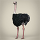 Low Poly Ostrich - 3DOcean Item for Sale