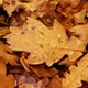 Dry Leaves Autumn Rustle Pack