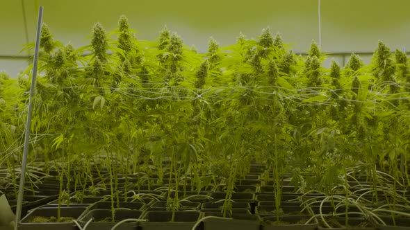 Slowmotion dolly in of large cannabis plants growing in a nursery