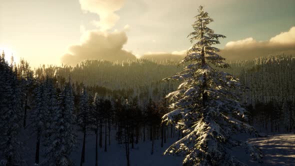 Fantastic Evening Winter Landscape alt