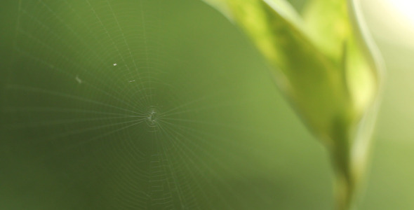 Spider Web Slider Shot 1