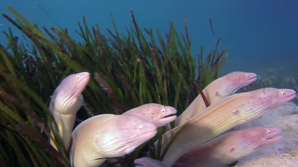 Big Family Geometric Morays