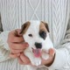 Cute Puppy Yawning on Hand - VideoHive Item for Sale