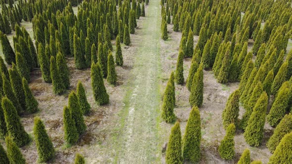 Aerial View Growing Conifers on a Large Scale
