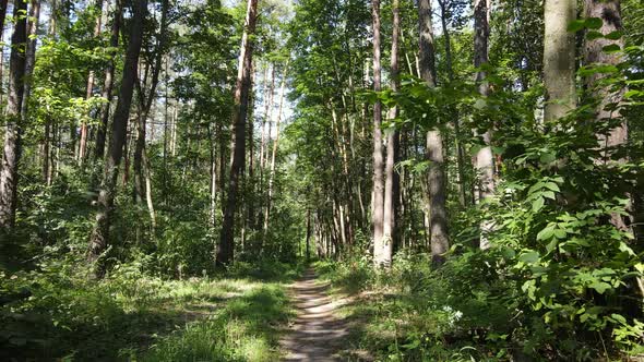 Forest with Trees on a Summer Day Slow Motion