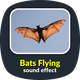 Bats Flying Sound