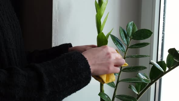 Woman Takes Care of the Plants in Her Home with Hands Dusting the Flowers