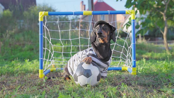 a Funny Dachshund Dog Dressed As a Football Goalkeeper in a Tshirt and Cap Put His Paw on the Ball