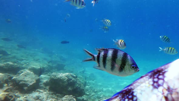 Underwater View School Reef Fish Sergeant Major Floating on Tropical Sea Wildlife