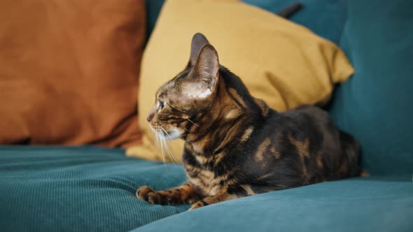 Bengal Cat Lying on Sofa in Living Room