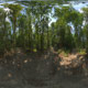 HDR 114 Forest sIBL - 3DOcean Item for Sale