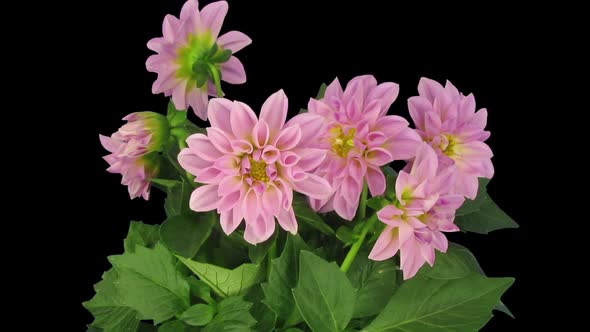 Time-lapse of opening pink Dahlia flower