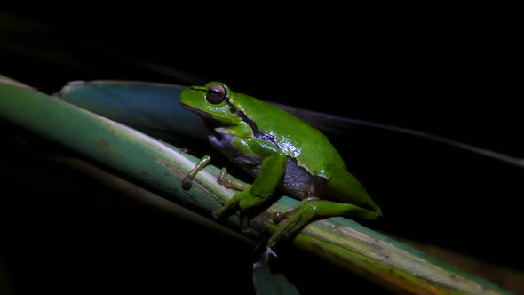 The green tree frog sitting on a branch at night 