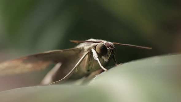 Theretra Latreillii (Pale Brown Hawk Moth) Isolated On Bokeh Background. - Selective Focus Shot