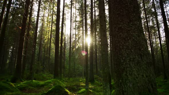 Sun Rays Make Their Way Through the Thick Pine Forest