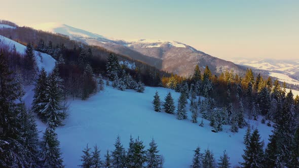 Mountain Slopes Covered with Lush Christmas Trees and Snowwhite Snow with a Place for Skiing