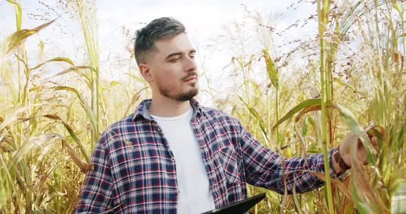 Farmer with Digital Tablet Checking on Field of Grain Sorghum