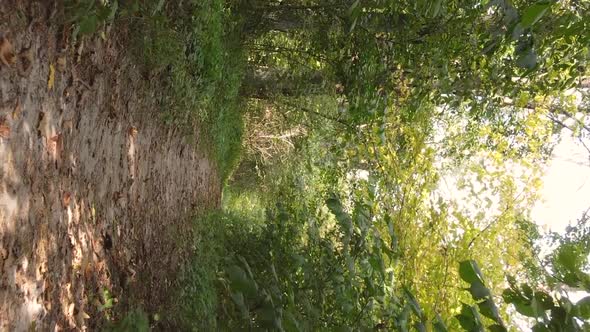 Vertical Video of a Forest with Many Trees in Autumn