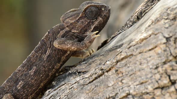 Common Chameleon Walking Slowly in a Tree