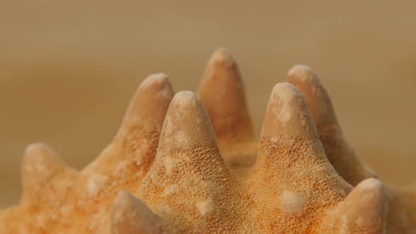 Starfish on Sand, Rotation, Closeup