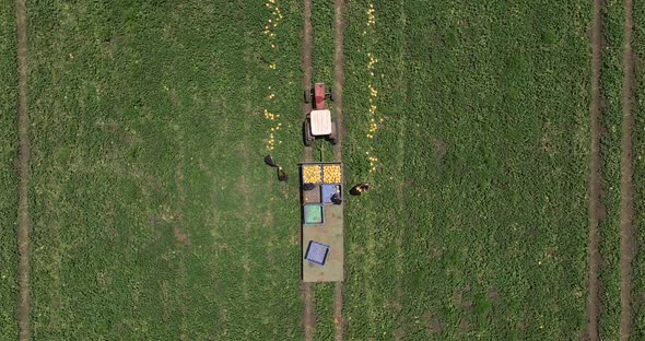 Farmers picking and loading Melons onto crates in a field.