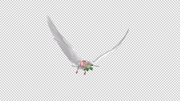 White Dove with Pink Rose - Flying Cycle - Side Angle - 4K Transparent Loop